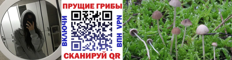блэк спрут как зайти  Игра  Псилоцибиновые грибы мицелий 